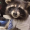 metaphorraccoon